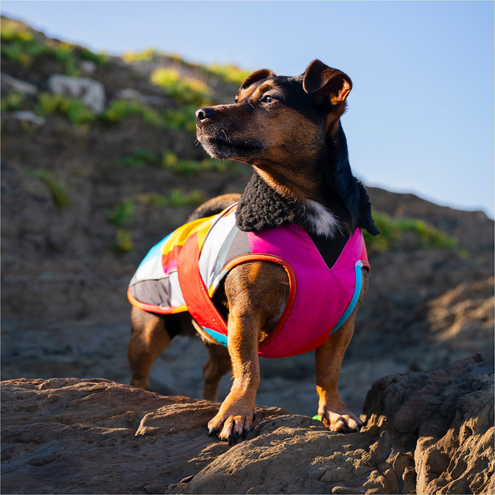2026 Dryrobe Dog Coat V3DRDC - Abstract